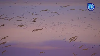 Göçmen Kuşları-yeni ezgi - Tehide Uyanış